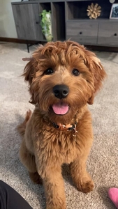 Cora F1 Mini Goldendoodle of Scout & Tyke